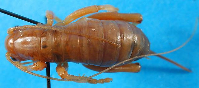 Glomeremus glomerinus 