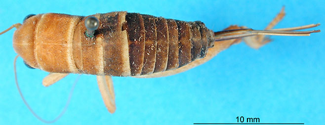 Podogryllus teres