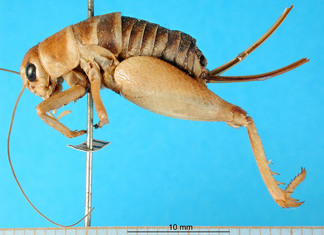 Podogryllus teres