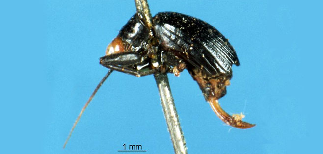 Trigonidium erythrocephalum