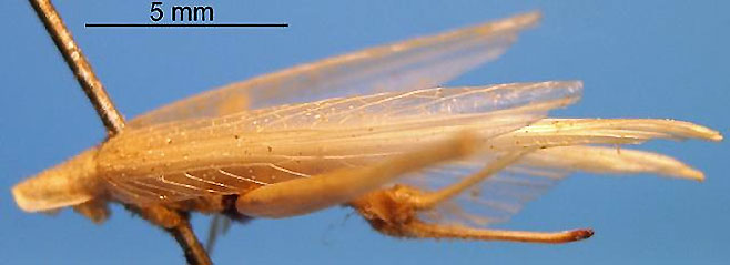 Oecanthus burmeisteri