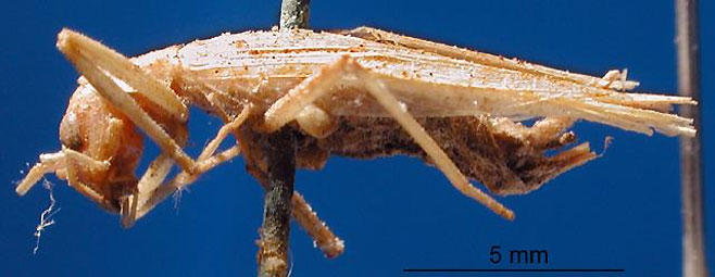 Oecanthus capensis 