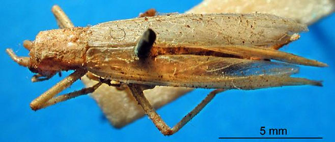 Oecanthus capensis 