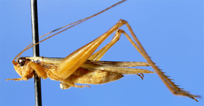 Euscyrtus bivittatus
