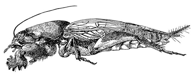 Gryllotalpa africana