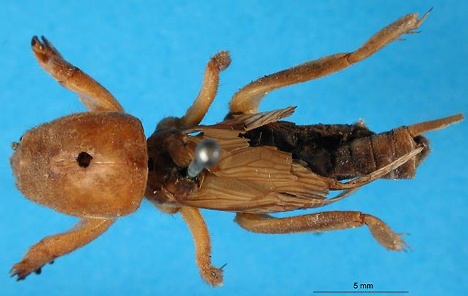 Gryllotalpa minuta