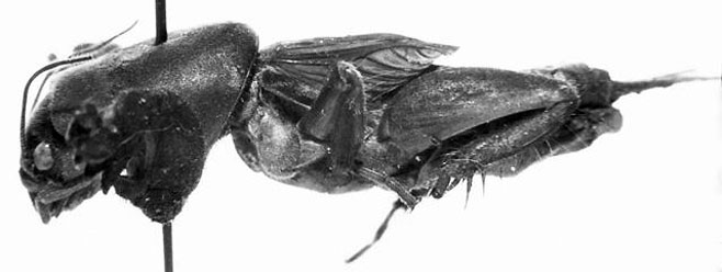 Gryllotalpa minuta