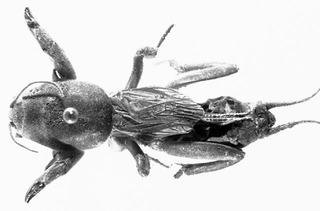 Gryllotalpa minuta