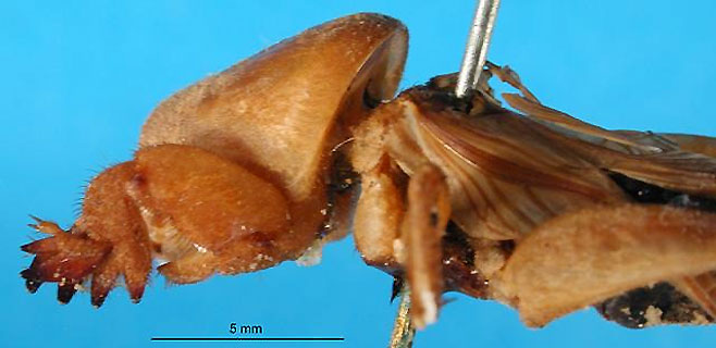 Gryllotalpa minuta