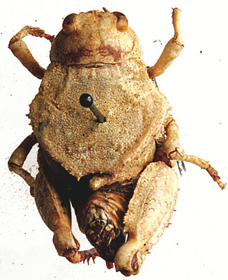 Crypsicerus cubicus