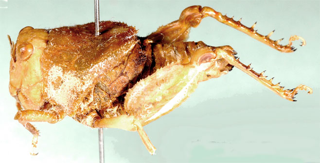 Crypsicerus cubicus