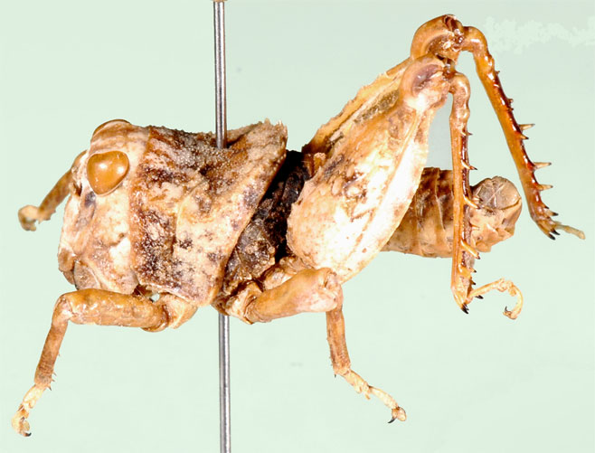 Crypsicerus cubicus