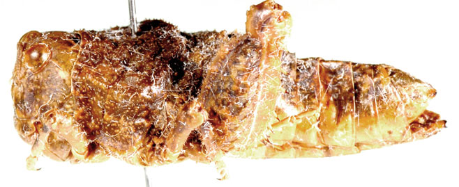 Crypsicerus glabra