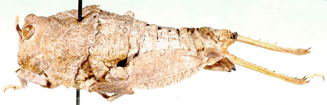 Lathicerus cimex
