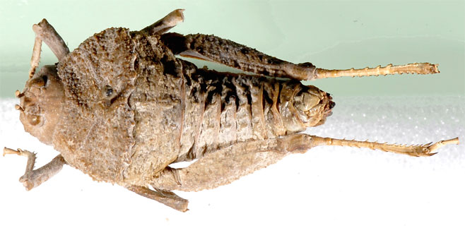 Lathicerus cimex