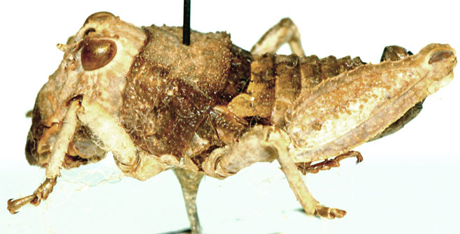 Lathicerus cimex
