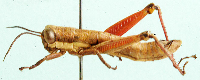 Paralentula candidoi