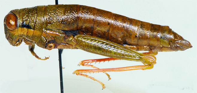 Paralentula candidoi