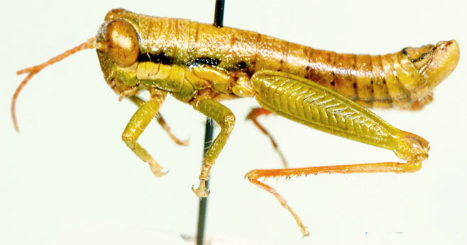 Paralentula prasinata