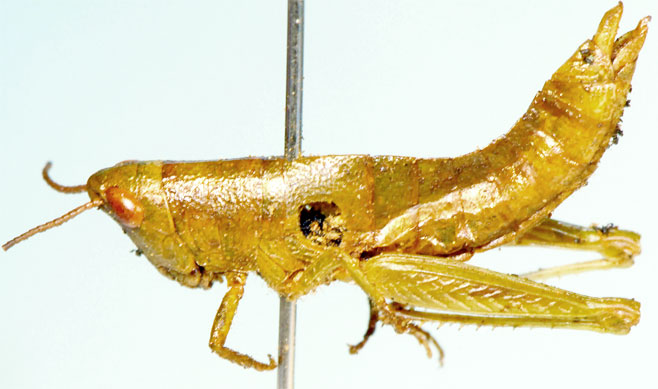 Qachasia fastigiata