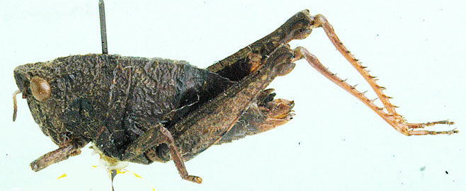 Swaziacris burtti