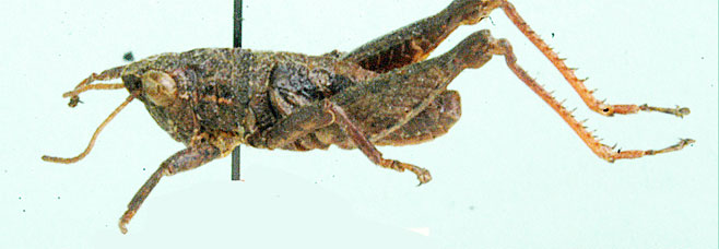 Swaziacris burtti