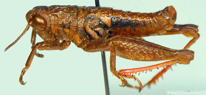 Swaziacris fastigiata