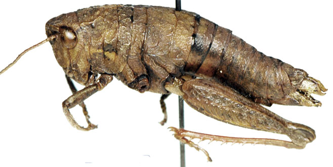 Swaziacris fastigiata