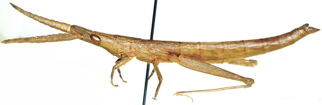 Bacteracris antennata