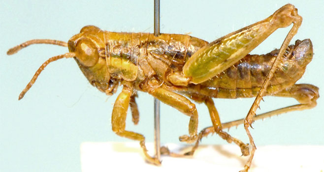 Basutacris inflatifrons