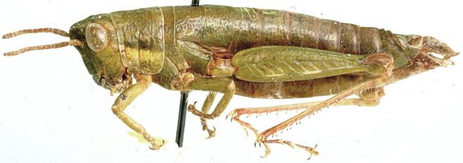 Basutacris inflatifrons