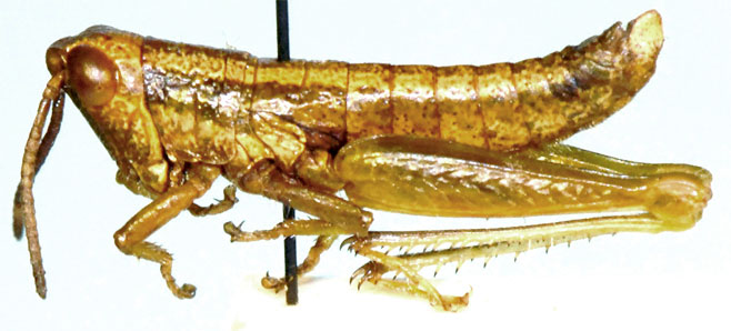 Basutacris minuta