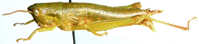 Basutacris scotti
