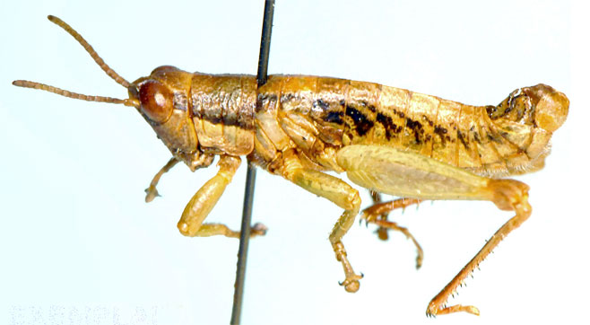 Basutacris scotti