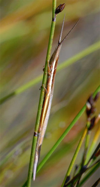 Betiscoides meridionalis