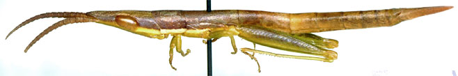 Betiscoides meridionalis