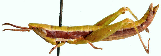 Betiscoides parva