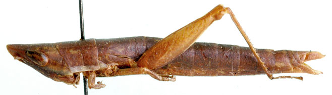 Betiscoides sjostedti