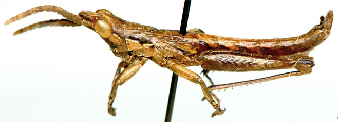 Devylderia acocksi