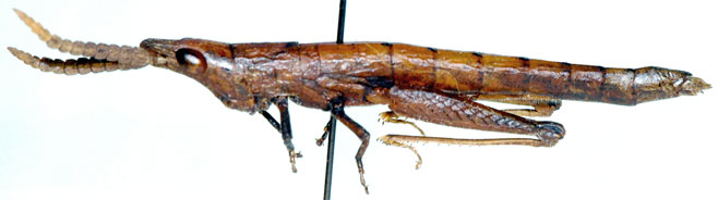 Devylderia acocksi