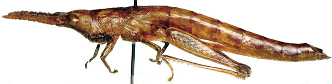 Devylderia bothai