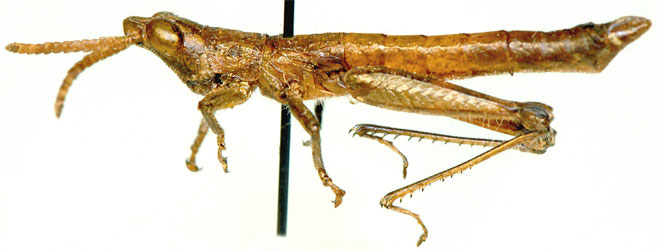 Devylderia bothai