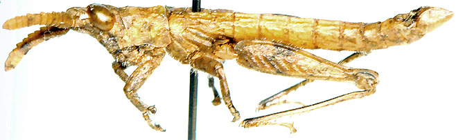 Devylderia capensis