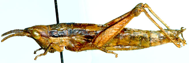 Devylderia capensis