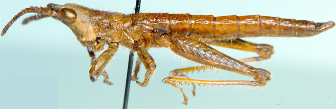 Devylderia coryphistoides