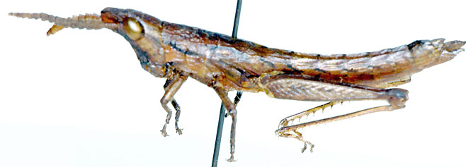 Devylderia coryphistoides
