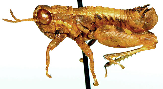 Eremidium attenuatus