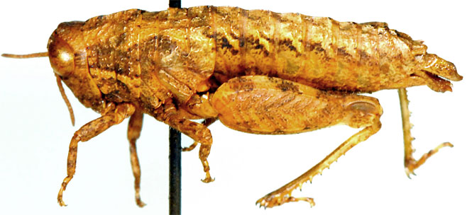 Eremidium attenuatus