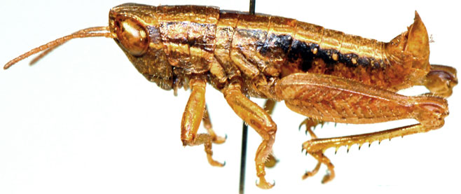 Eremidium basuto