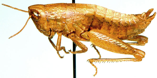 Eremidium basuto